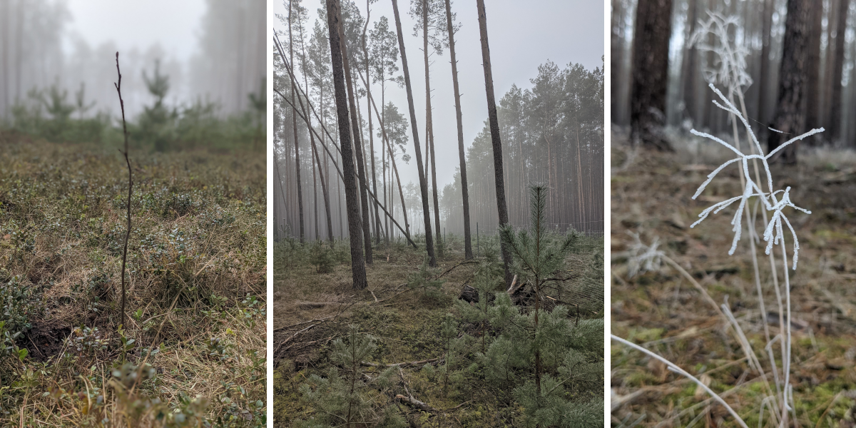 Three pictures show images of pine trees and smaller plants in a forest