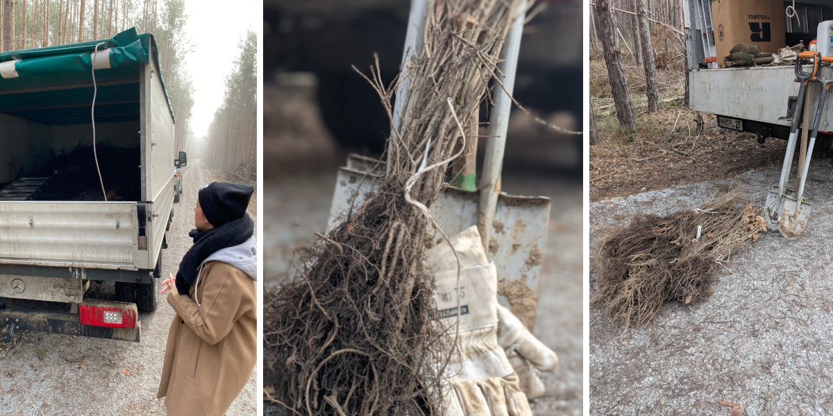 Three pictures show how the seedlings are loaded from the truck