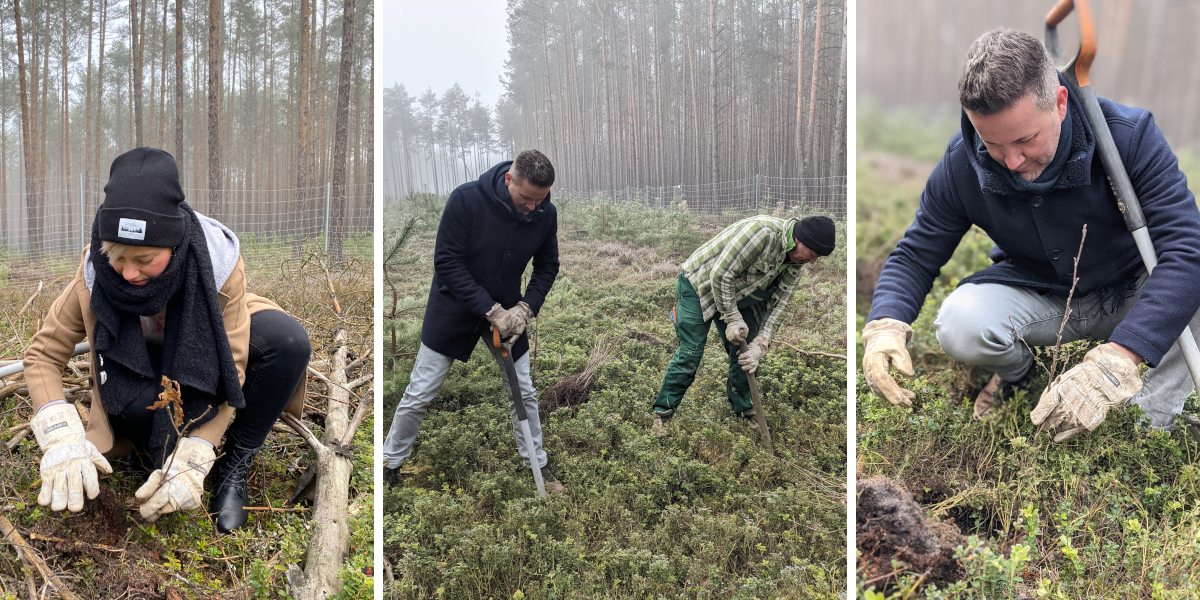 Three pictures show how three people plant cuttings in the forest soil