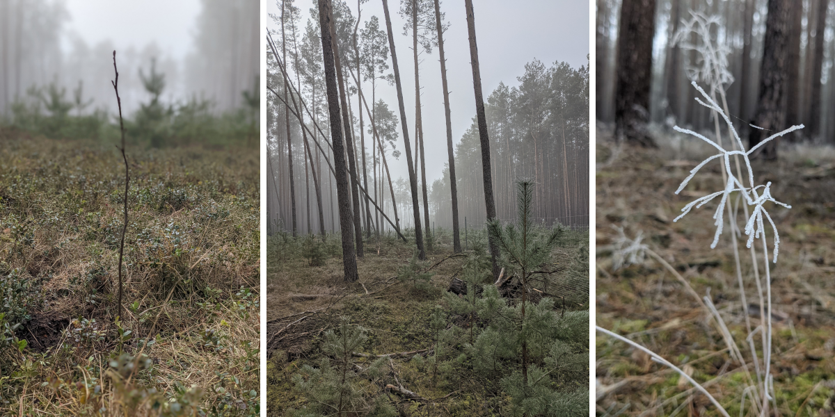 Tre billeder viser fotos af fyrretræer og mindre planter i skoven