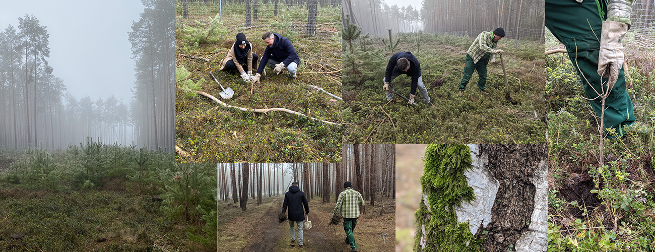 En collage viser flere billeder af en træplantning i skoven.